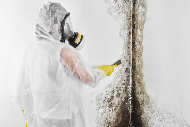 Best Crawl Space Mold Removal  in Jena, LA