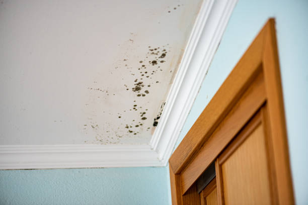 Best Residential Mold Removal  in Jena, LA