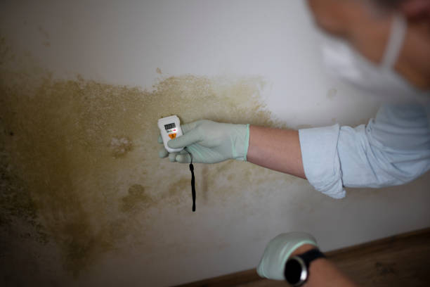 Best Toxic Mold Removal  in Jena, LA