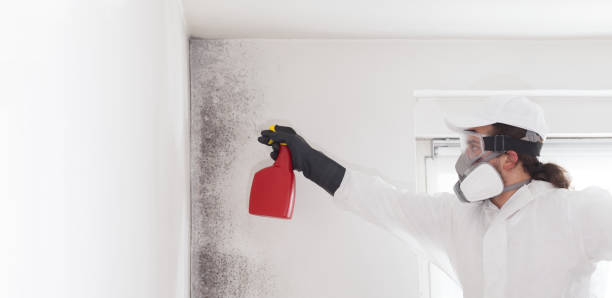 Best Toxic Mold Removal  in Jena, LA