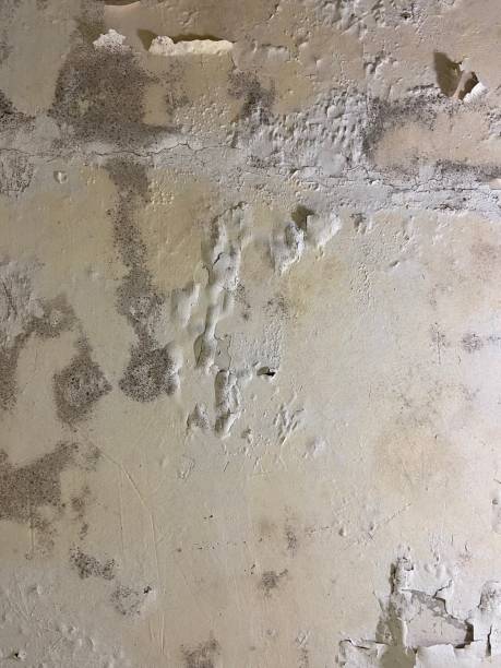Certified Mold Removal in Jena, LA