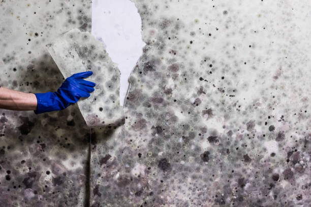 Best Mold Removal Specialists  in Jena, LA