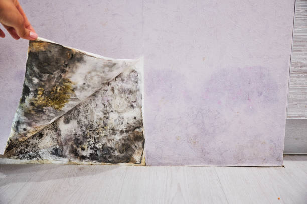 Best Office Mold Removal Services  in Jena, LA
